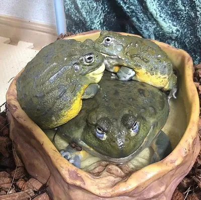 Шишкоголовая жаба — Википедия