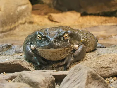 Жабы жабятся в честь среды, чуваки | Пикабу