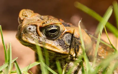 Колорадская жаба: описание, фото, содержание и уход