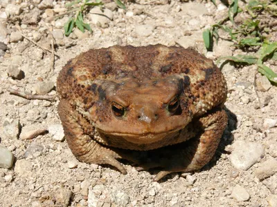 Серая жаба — Bufo bufo L. — Амфибии | Природа кижских шхер |  Музей-заповедник «Кижи»