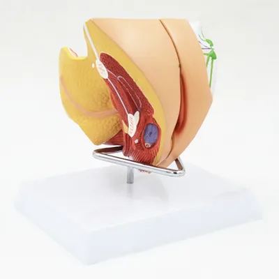 A582 Модель женского полового органа в сагиттальном разрезе, 4 части