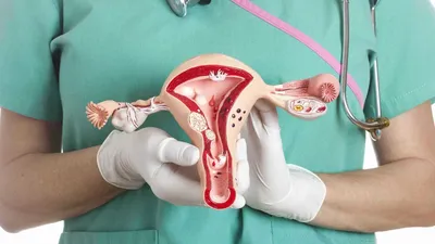 Анатомия и физиология женской половой системы - обзорно - YouTube