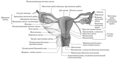 Анатомия. Система женских половых органов — Teletype