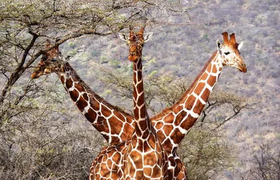 Скачать 1280x1024 жираф, морда, прикольный, забавный, смешной обои,  картинки стандарт 5:4