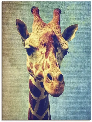 Смешной Жираф Ест Акации Ветви В Парке Крюгера Фотография, картинки,  изображения и сток-фотография без роялти. Image 66314940