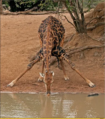 Смешные жирафы стоковое изображение. изображение насчитывающей парк -  35576849