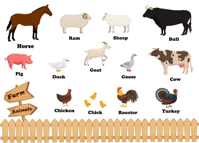 Животные фермы 0+. Карточки с животными для малышей - купить с доставкой по  выгодным ценам в интернет-магазине OZON (1054419654)