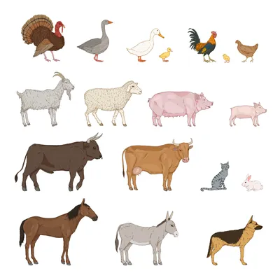 Все публикации пользователя fantastish » ДЕТсад | Farm animal crafts, Farm  animals, Animal crafts