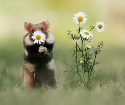 Красивые картинки с животными и цветами - самые интересные
