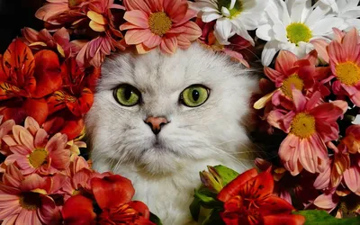 Опасные цветы для кошек и собак | Зооинформ | Дзен