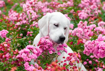 картинки : природа, трава, луг, цветок, щенок, собака, весна, Зеленый,  Млекопитающее, Собаки, Животные, Позвоночный, Шнауцер, Цвергшнауцер, порода  собаки, терьер, Heide, Собака, как млекопитающее 5184x3456 - - 1216381 -  красивые картинки - PxHere