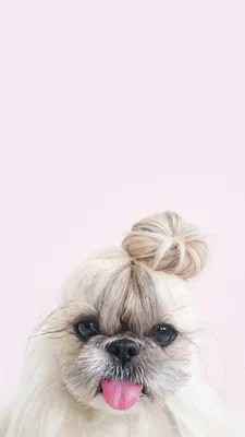 Dog with Bun iPhone Wallpaper | Обои с собаками, Фотографии животных, Фото  собак