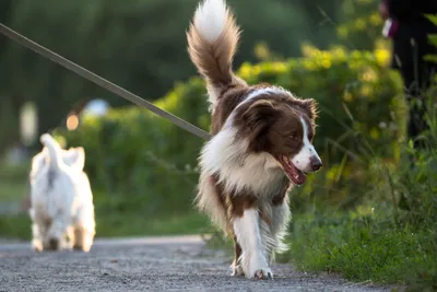 Обои красивой собаки цвета небольшой милые животные Стоковое Фото -  изображение насчитывающей люди, ангстрома: 151718238