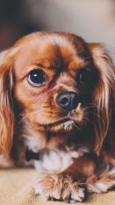 Купить Мобильный телефон школьный автомобиль кулон собака брелок для ключей животное  собака брелок собака брелок кукла брелок | Joom