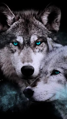 Животные волки