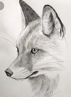 Животных нарисованных карандашом