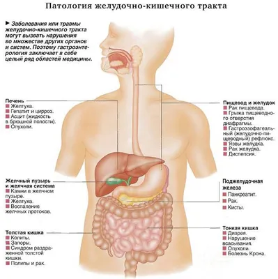 Профилактика заболеваний желудочно-кишечного тракта (ЖКТ)