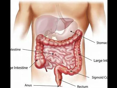 МРТ желудка и кишечника что показывает, заболевания желудочно-кишечного  тракта