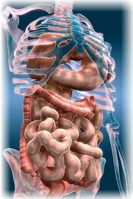 18 394 рез. по запросу «Желудочно кишечный тракт» — изображения, стоковые  фотографии, трехмерные объекты и векторная графика | Shutterstock