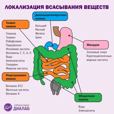 Медицинский плакат \"Желудочно-кишечный тракт\" - 1002284 - VR6422L -  ZVR6422L - Il sistema digestivo - 3B Scientific