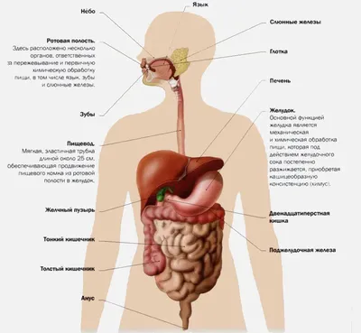 Картинка кишечника человека в WebP формате | Пищеварительный тракт человека  Фото №781709 скачать