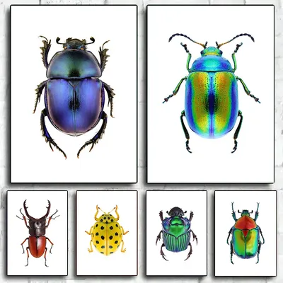 Жуки-насекомые и насекомые Интересные насекомые-насекомые и жуки, жук,  животные, настоящие жуки, долгоносик png | Klipartz