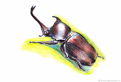 Кружевницы: Аристократы от мира насекомых. Одни из самых красивых жуков —  древние клопы, что существуют уже 125 млн лет | Пикабу