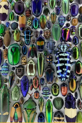 насекомые жуков иллюстрация вектора. иллюстрации насчитывающей природа -  24061400
