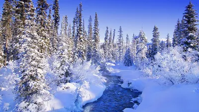 Скачать обои зима, снег, дерево, елка, ель, шишки, раздел природа в  разрешении 1366x768