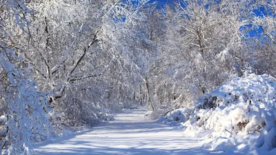 Картинка Зима Природа Времена года 1366x768