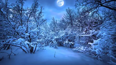 Фото Олени Новый год Зима Елка Природа Дед Мороз Снег Луна Ночь