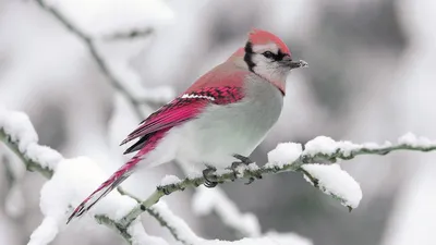 Обои птица, зима, снег, ветка, природа картинки на рабочий стол, фото  скачать бесплатно