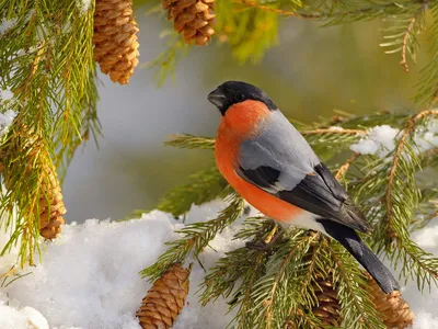 Зимние птицы / Зима это, безусловно, красивое время года Но природа  становится еще более нарядной, когда на деревьях, покрытых снегом,  появляются наши зимние гости красногрудые красавцыснегири Мы с детства  привыкли считать снегирей