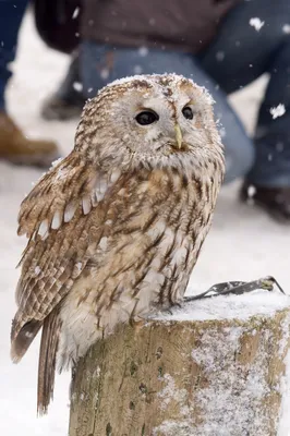 Остаёмся зимовать: новое видео про всех зимних птиц Европейской части  России « Fotoparus