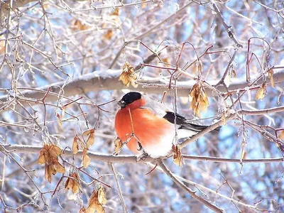 Схема вышивки «Зима. Птицы» (№1038257) - Вышивка крестом