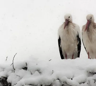 Зимние птицы Харькова -