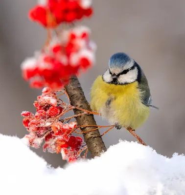 Зимой птицы деревья зимой материал PNG , творческая зима, Png зимой, вектор  зима PNG картинки и пнг PSD рисунок для бесплатной загрузки