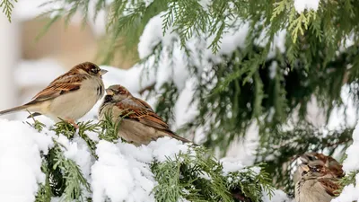 Скачать обои снег, природа, зима, птицы, гнездо разрешение 960x854 #87410