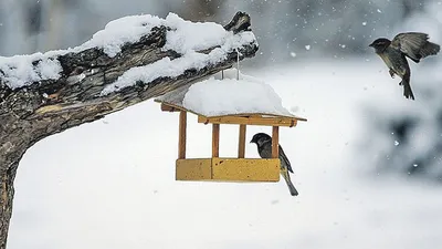 фото зима птицы