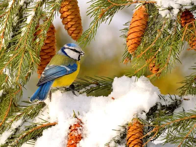 Зимующие птицы. 37 Фото | Домашние животные - самое важное | Дзен