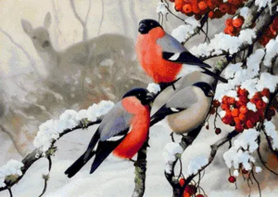 Зимующие птицы. Картинки, стихи и вопросы к мероприятию Зимующие птицы и  зимние кормушки. | Птицы, Для детей, Картинки