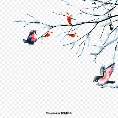 Фон зимующие птицы (84 фото)