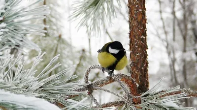 Амялушка, чечетка и пуночка. Какие птицы прилетают на зимовку в Беловежскую  пущу