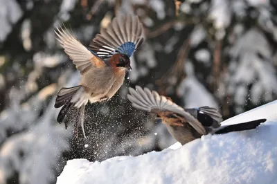 Яркие зимние птицы - 74 фото