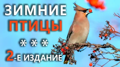 Зимующие птицы. 37 Фото | Домашние животные - самое важное | Дзен
