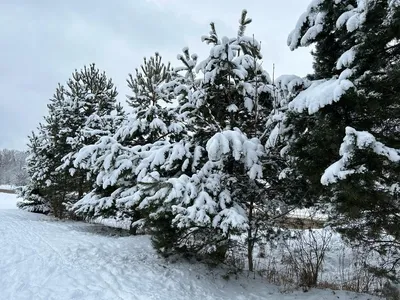 Зима вернулась в Брянскую область - Брянский ворчун