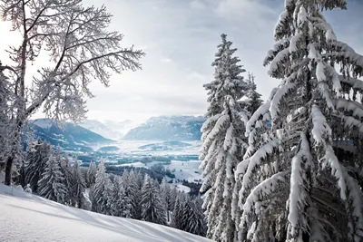 Зимний лес в горах - обои для рабочего стола, картинки, фото