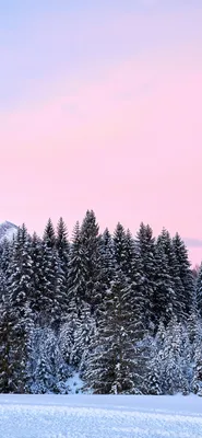 Скачать обои Красивый зимний лес на рабочий стол из раздела картинок Зима