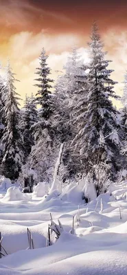 Снежный лес, ель Обои 3840x2160 4K Ultra HD