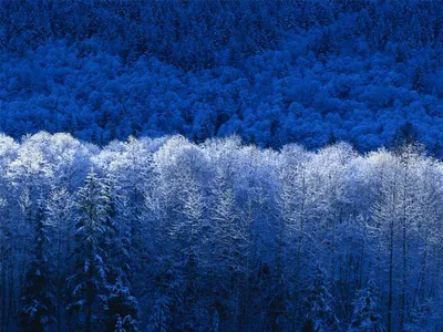 Зимний лес на закате Снежинки падают из сосны Стоковое Изображение -  изображение насчитывающей вечер, свет: 162858619
